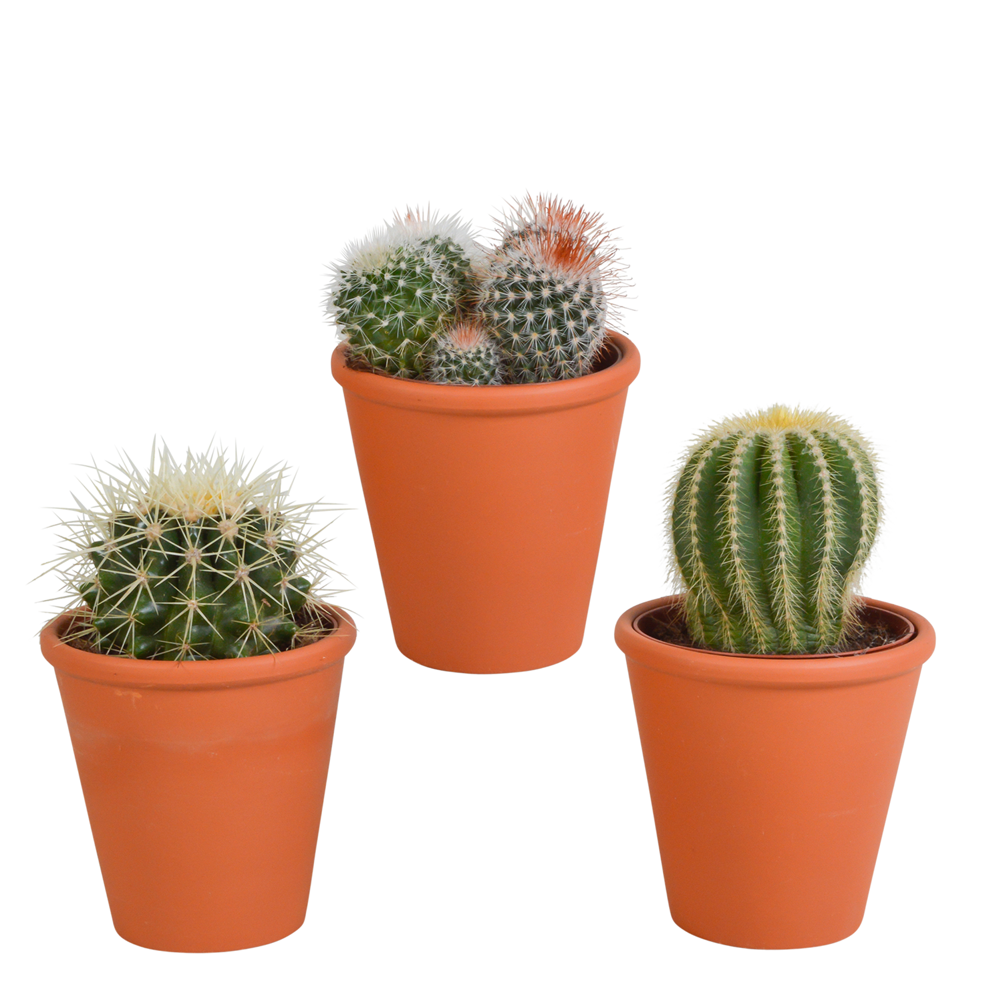 Bolcactus mix 8,5 cm | 3 stuks - in terracotta pot