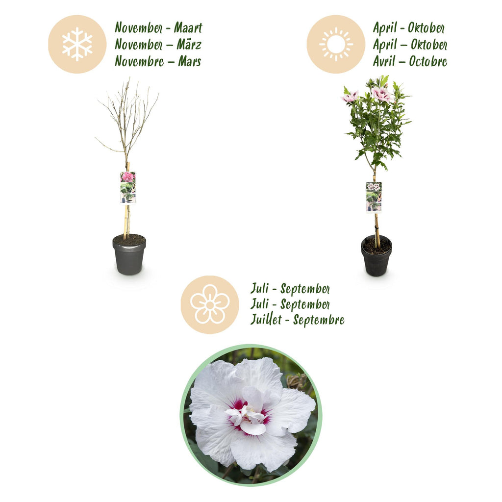 Plante sur Tige - Hibiscus syriacus Starburst Chiffon® - Plante de Terrasse - Feuilles Caduques - Résistant à l'Hiver - Fleur Blanc-Rose - Pot 19cm Hauteur 90cm