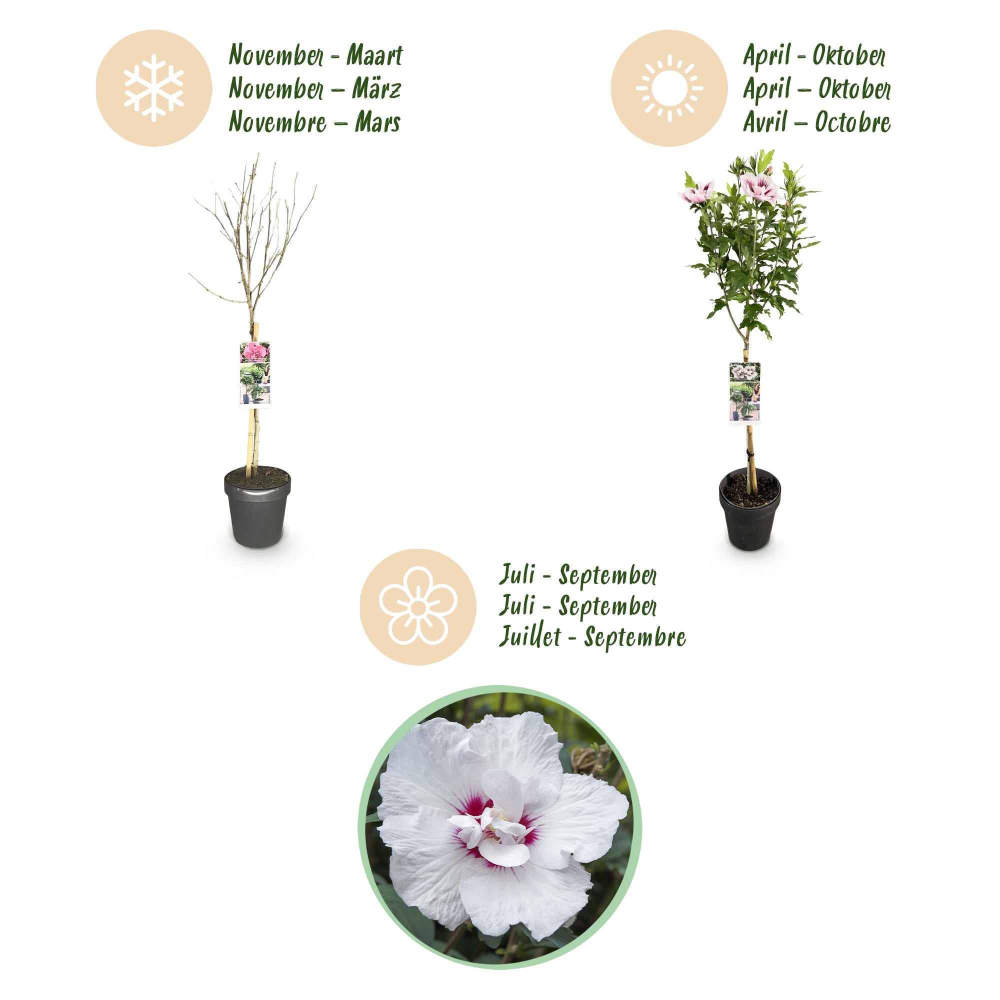 Plante sur Tige - Hibiscus syriacus Starburst Chiffon® - Plante de Terrasse - Feuilles Caduques - Résistant à l'Hiver - Fleur Blanc-Rose - Pot 19cm Hauteur 90cm