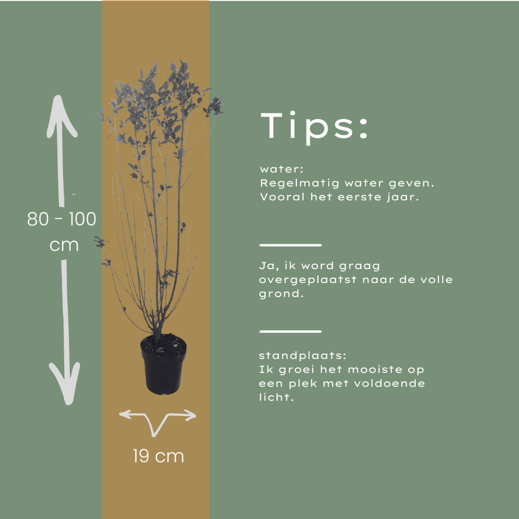 Palletdeal Haagplanten:  50 Ligustrum Ovalifolium ↕ 80-100 - Ø 19cm | Mini Pallet