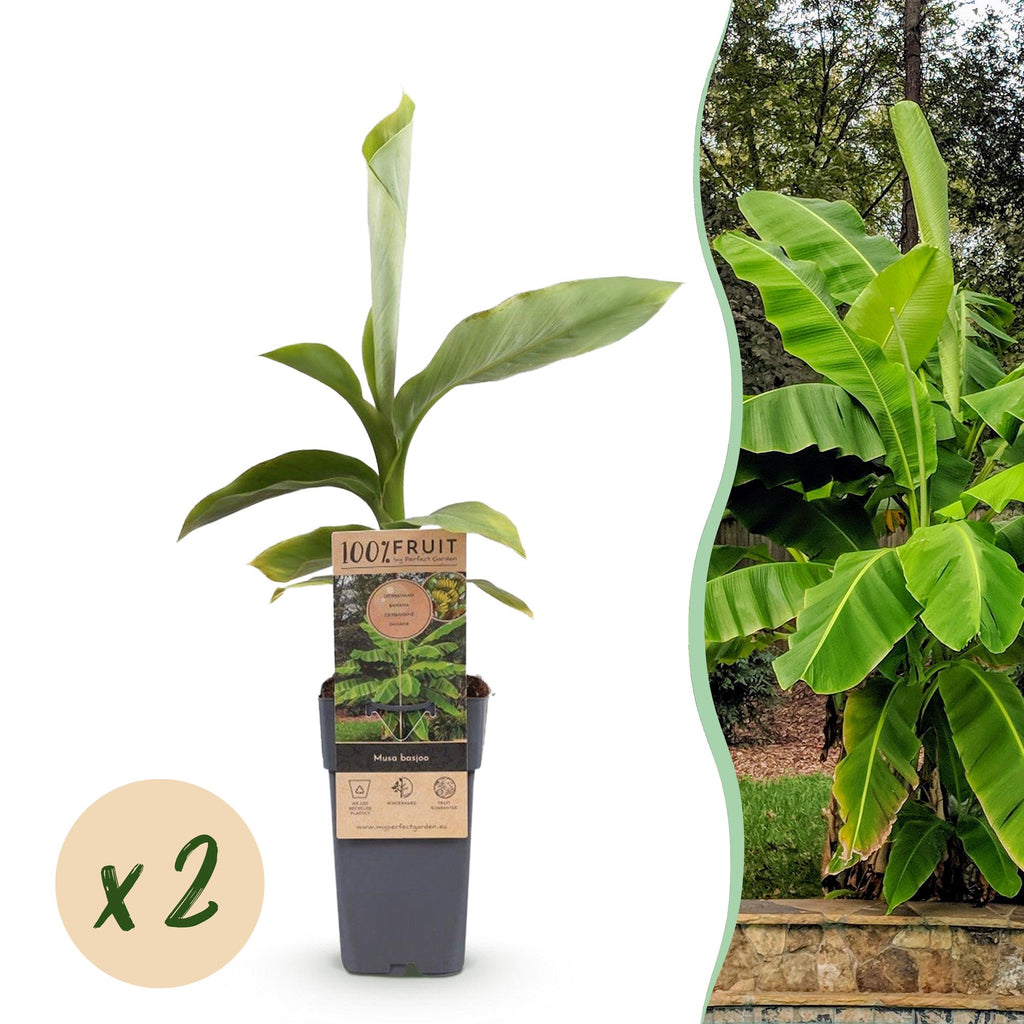 Fruitplant - Musa Basjoo - Bananenboom - Winterhard - Groen - 2 Planten - Pot 15cm - Hoogte 50cm