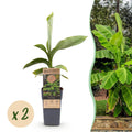 Fruitplant - Musa Basjoo - Bananenboom - Winterhard - Groen - 2 Planten - Pot 15cm - Hoogte 50cm