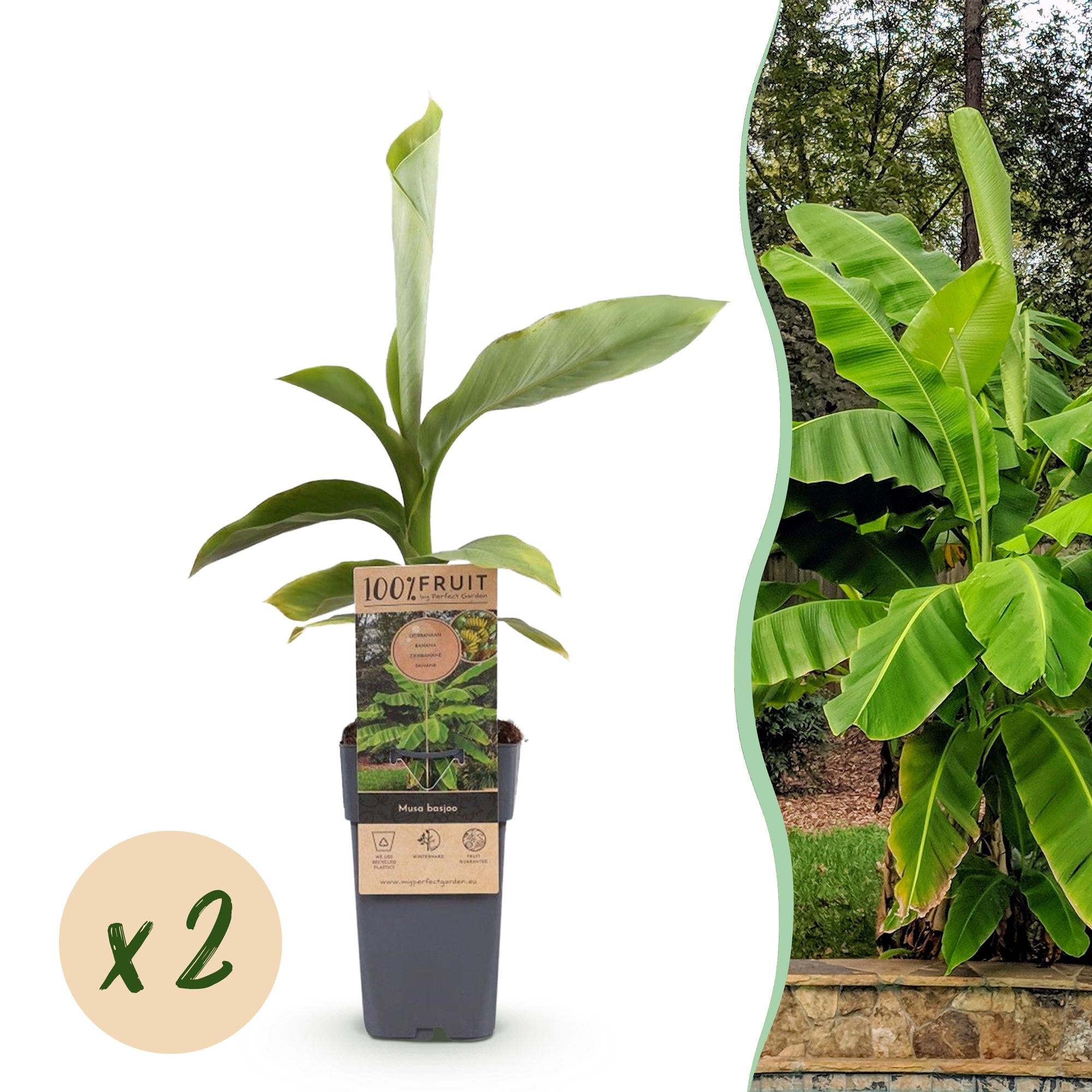Fruitplant - Musa Basjoo - Bananenboom - Winterhard - Groen - 2 Planten - Pot 15cm - Hoogte 50cm