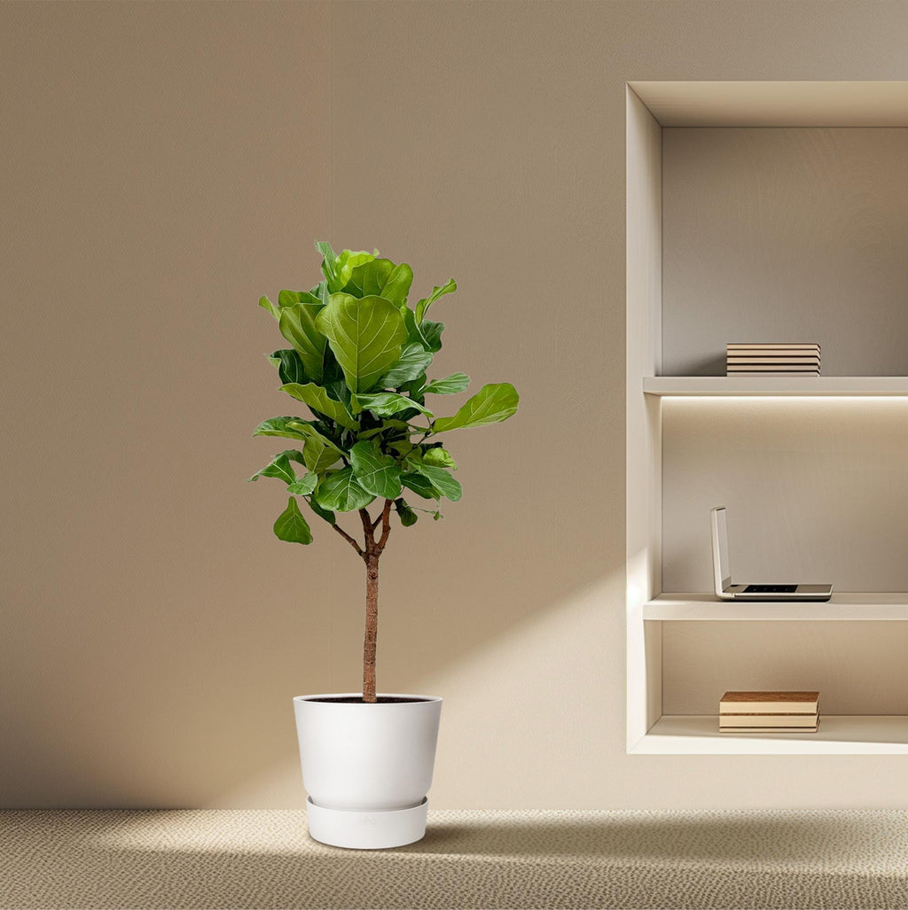 Ficus Lyrata boom - 180cm - ⌀30