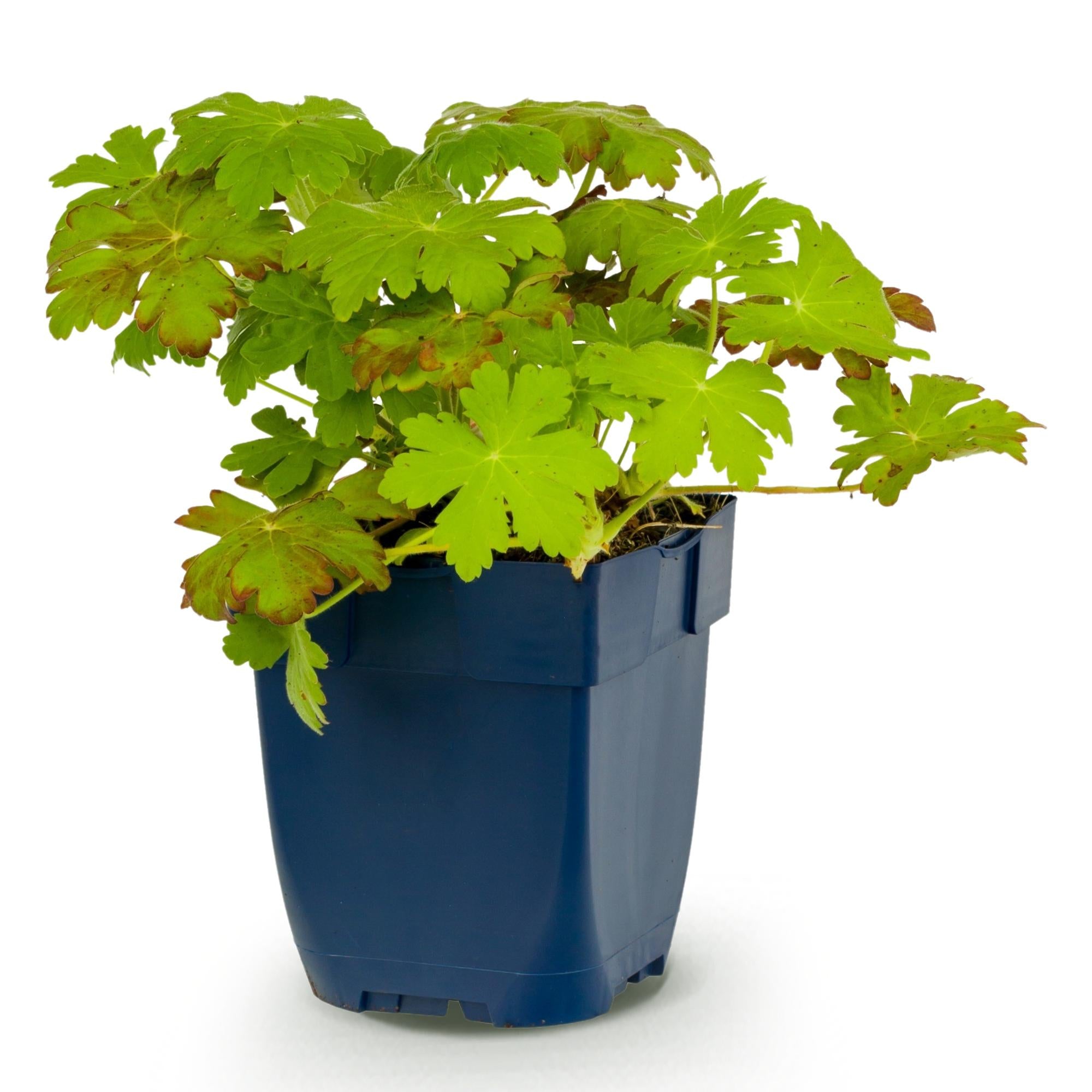 Vasteplant - Geranium macrorrhizum - Ooievaarsbek - Bodembedekkend - Roze - 1 Plant - Pot 11cm - Hoogte 15-25cm