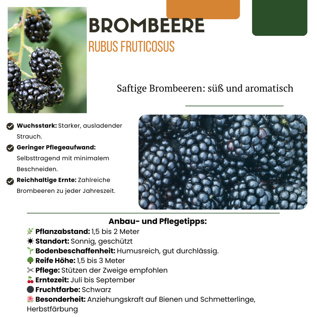 "Vruchtenparadijs" BIO Fruitplanten mix set van 4 verschillende soorten