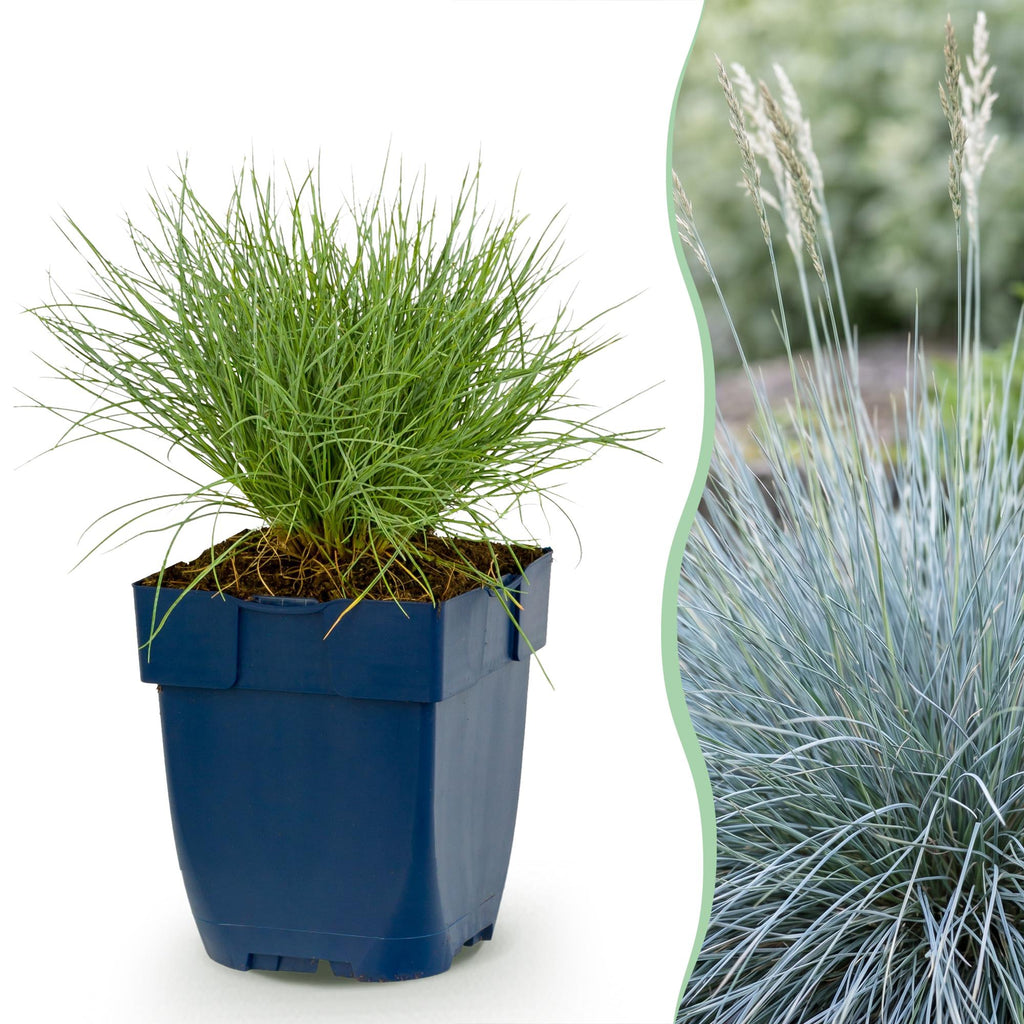 Vasteplant - Festuca glauca - Blauwgras - Groenblijvend - Blauw - 1 Plant - Pot 11cm - Hoogte 15-25cm