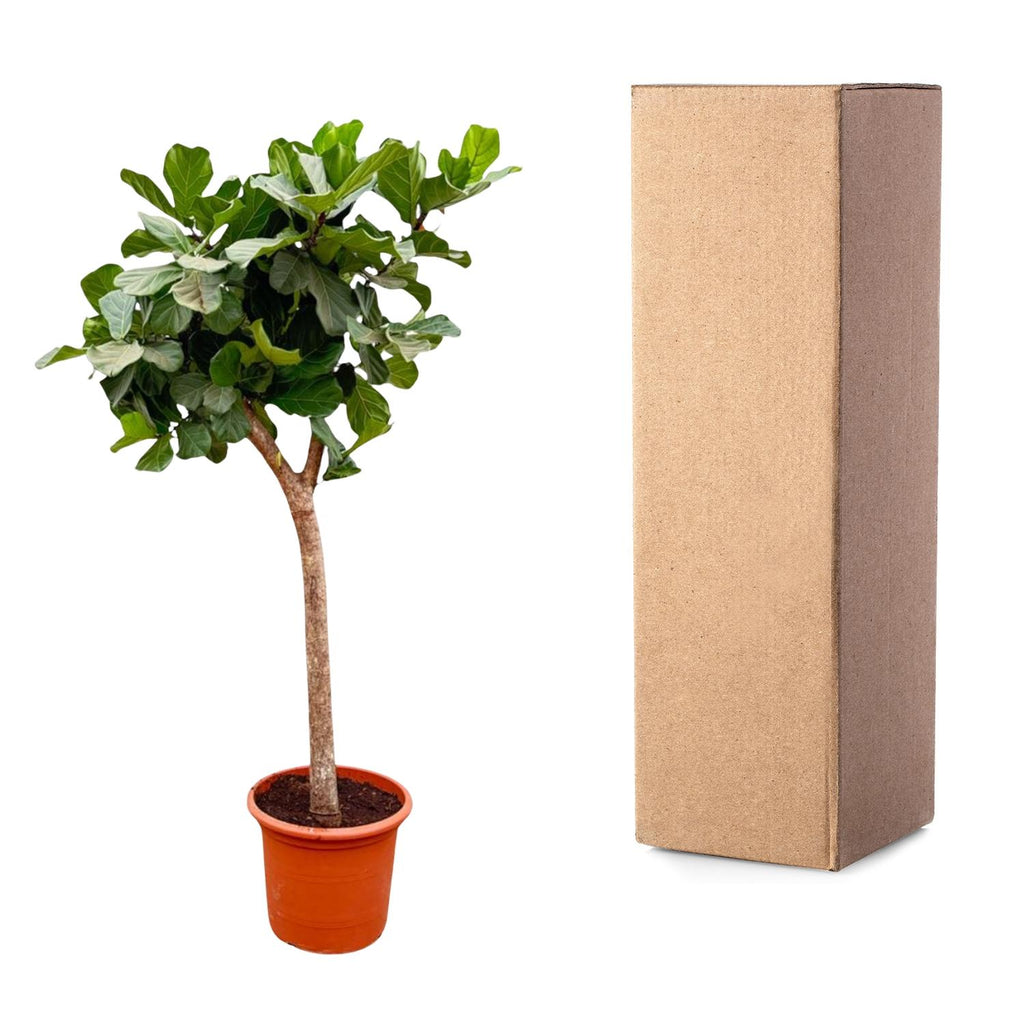 Ficus Lyrata boom XXXL - 230cm - ø40-45