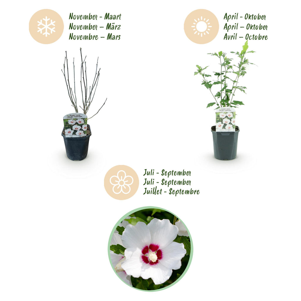 Heesters - Hibiscus syriacus Red Heart  - Bloem Wit Met Rood Hart - 1 Plant - Bladverliezend - Weinig Onderhoud - Pot 17cm Hoogte 45cm