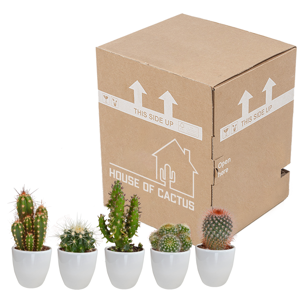 Cactus mix 5.5 cm - 5x - in witte pot
