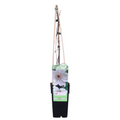 Clematis Miss Bateman - Clematis Wit - Ø15cm - ↕65cm
