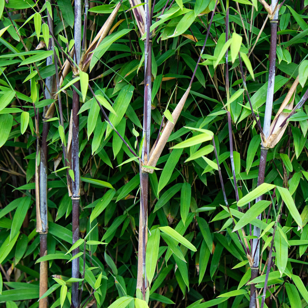 Bamboe - Fargesia Black Dragon - Bladhoudend - Niet Woekerend - Groen - 12 Planten - Pot 14cm - Hoogte 35cm