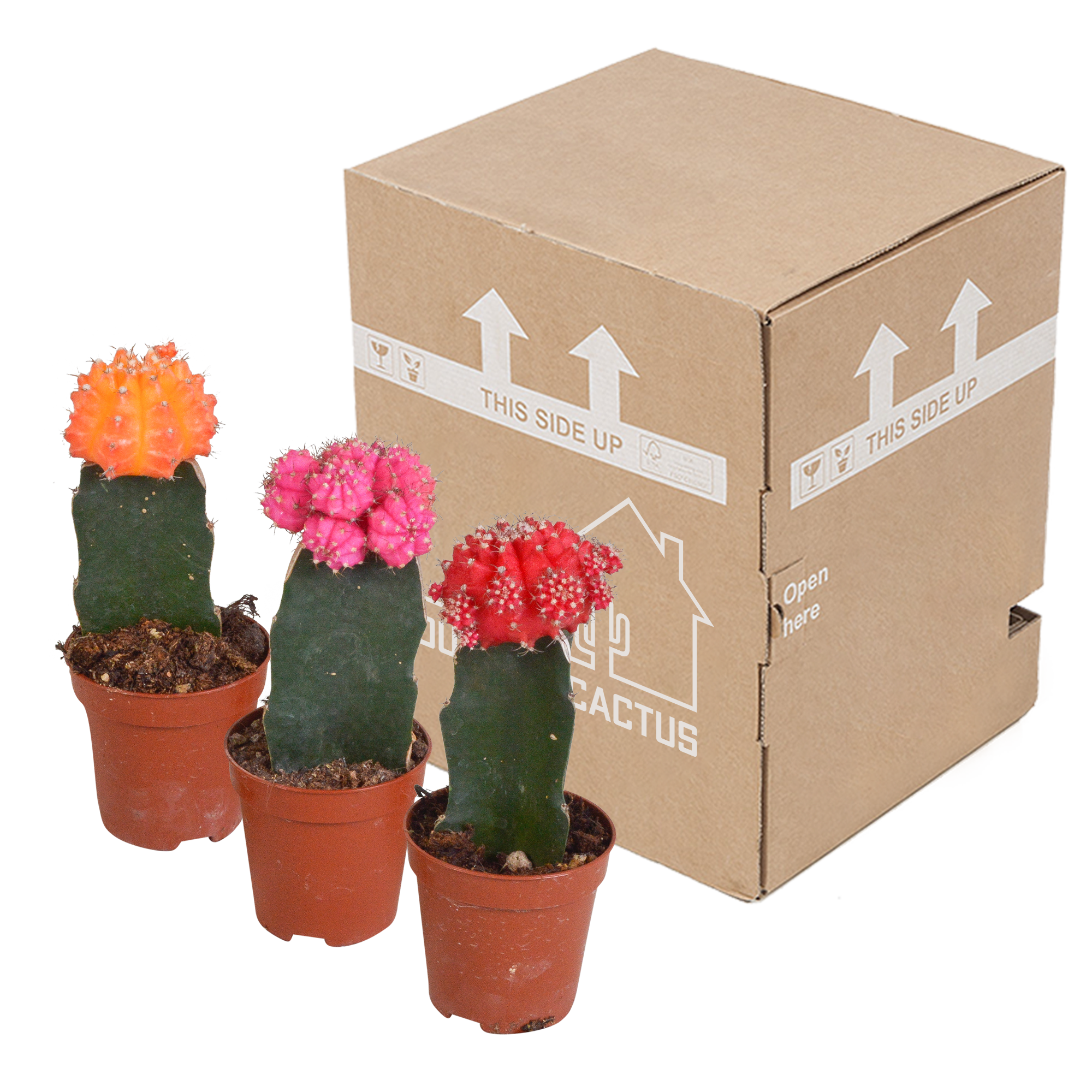 Euphorbia meloformis variegata - Gymnocalycium mix - 5,5cm - 3x