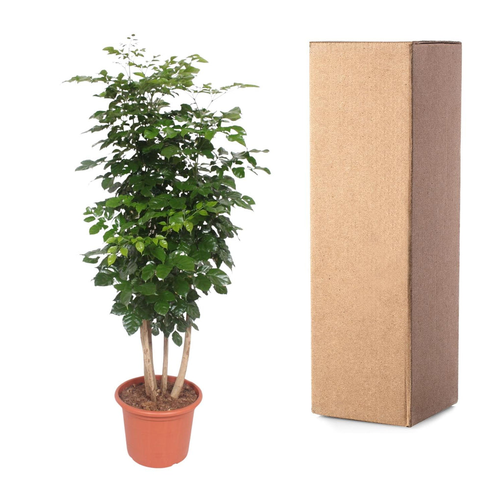 Radermachera Hainanensis - 190 cm - ø34
