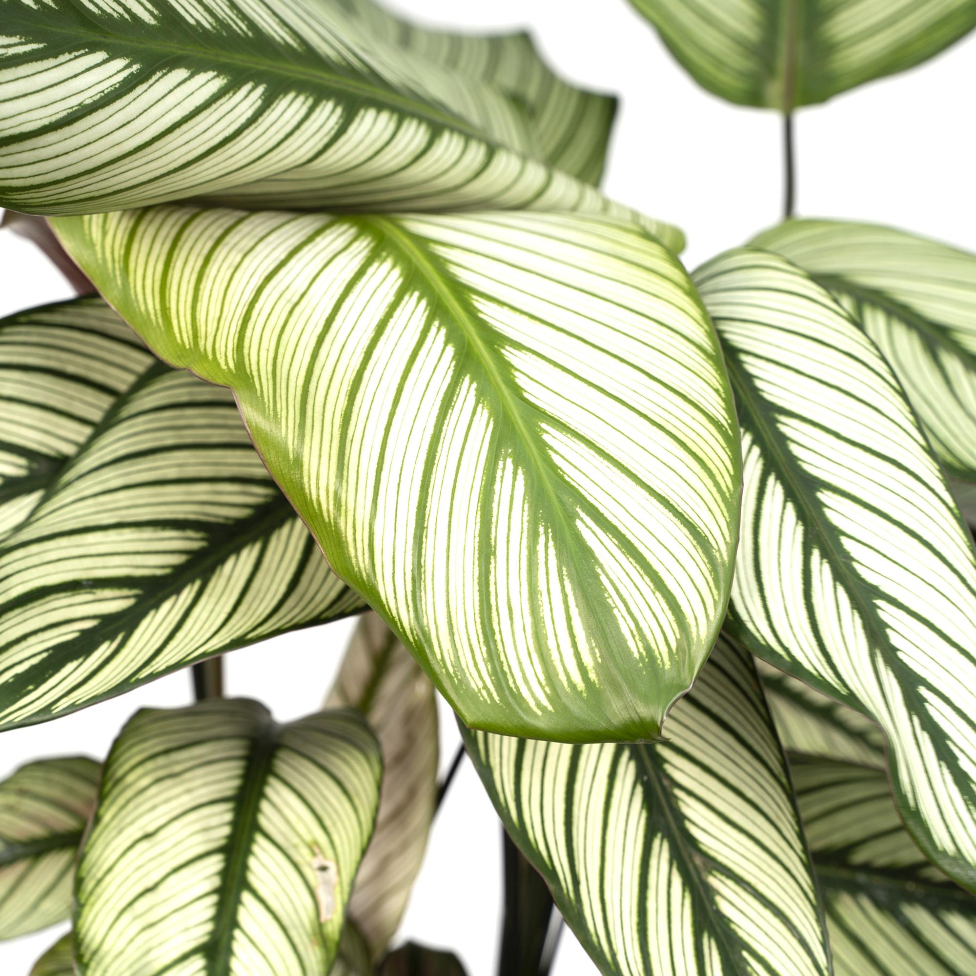 Calathea Whitestar - Pauwenplant - Ø19cm - ↕50cm