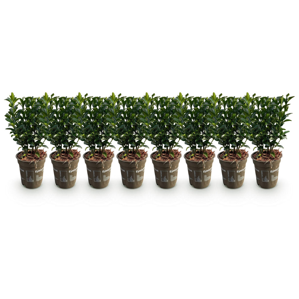 8x Euonymus japonica Green Spire - Kardinaalsmuts - Haagplanten - Groenblijvend - Groen - Pot 9cm - Hoogte 20-25cm