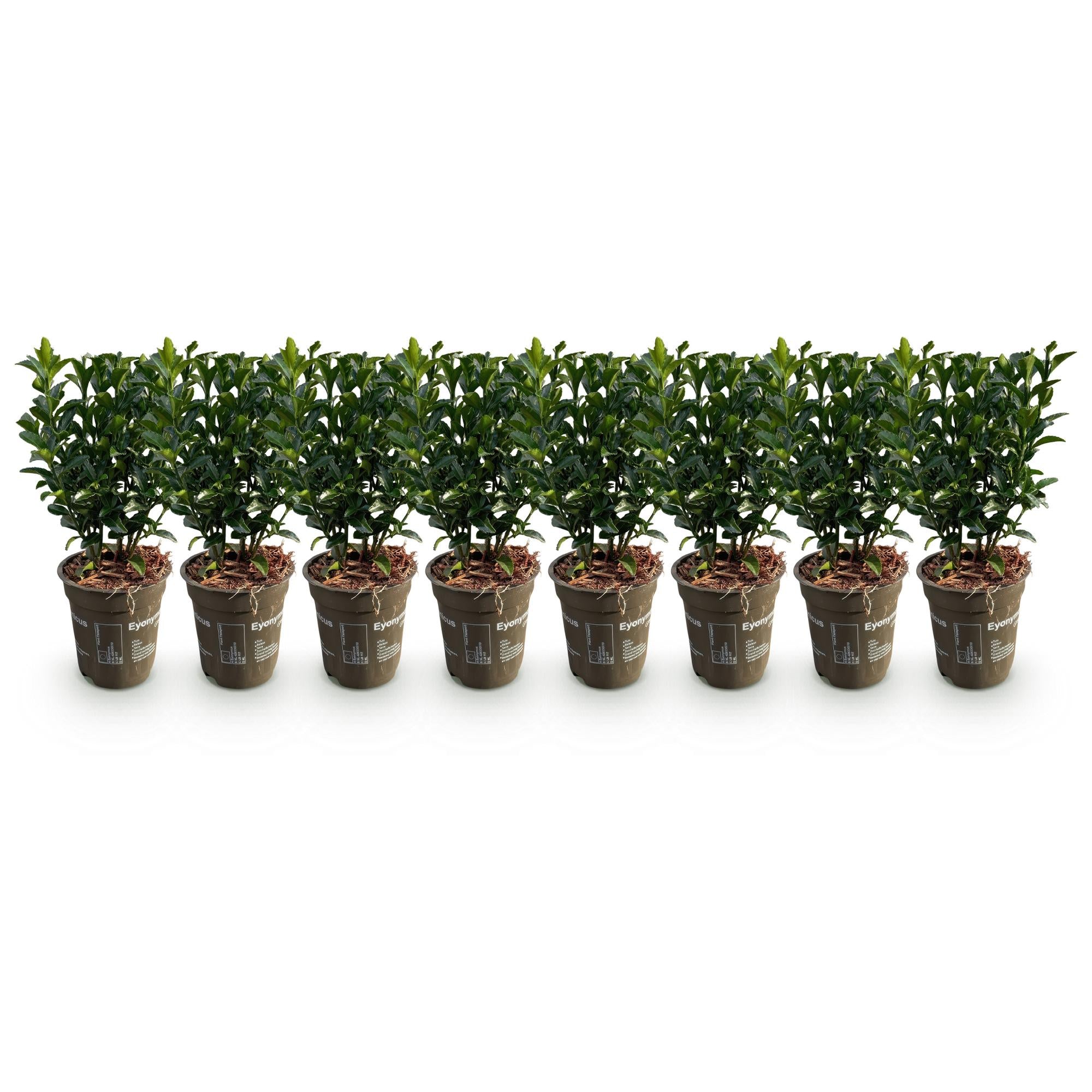8x Euonymus japonica Green Spire - Kardinaalsmuts - Haagplanten - Groenblijvend - Groen - Pot 9cm - Hoogte 20-25cm