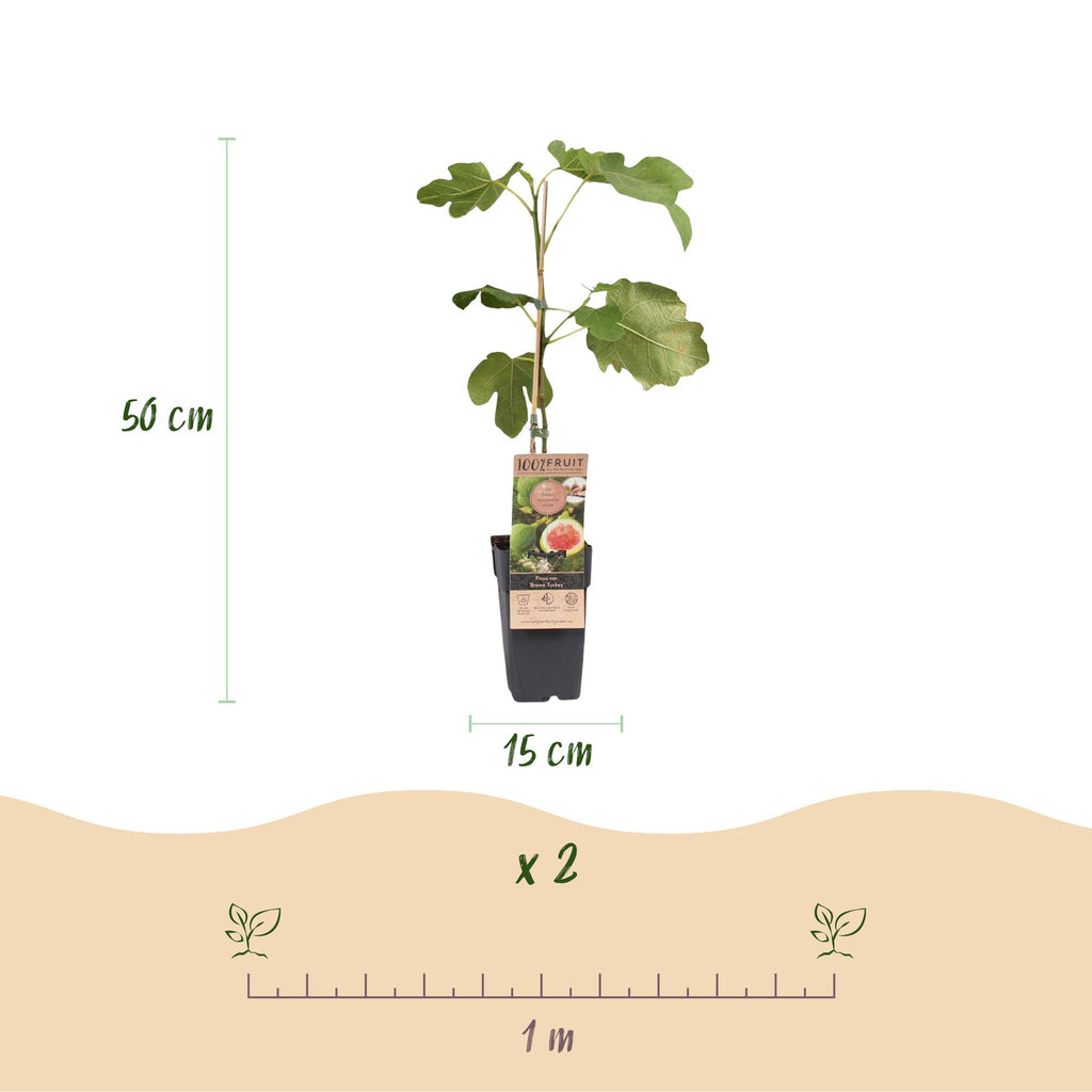 Fruitplant - Ficus carica Brown Turkey - Vijgenboom - Winterhard - Groen - Paarse Vrucht - 2 Planten - Pot 15cm - Hoogte 50cm