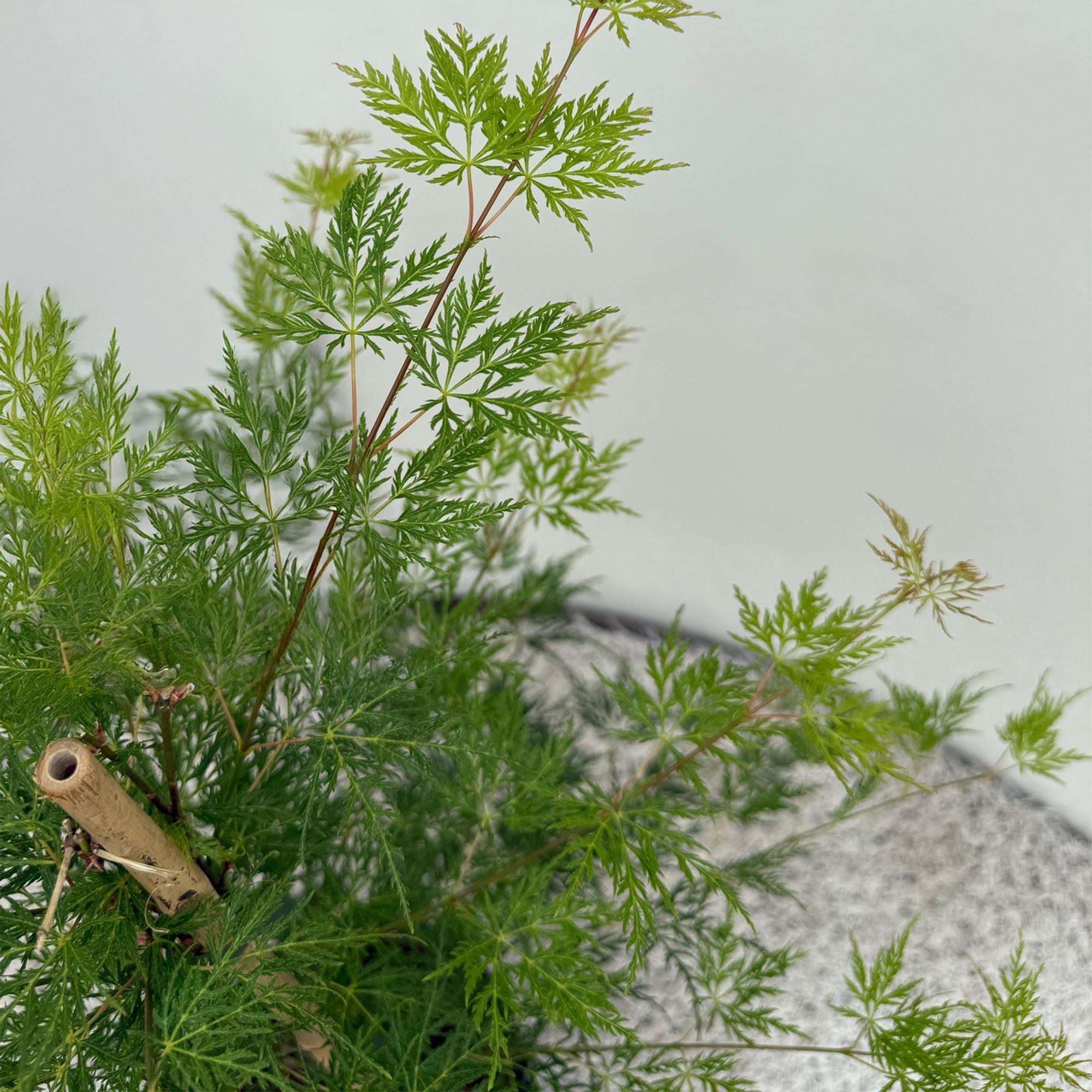 Terrasplant - Japanse Esdoorn - Acer palmatum Emerald Lace - Groen - 2 Planten - Bladverliezend - Pot 19cm Hoogte 70cm