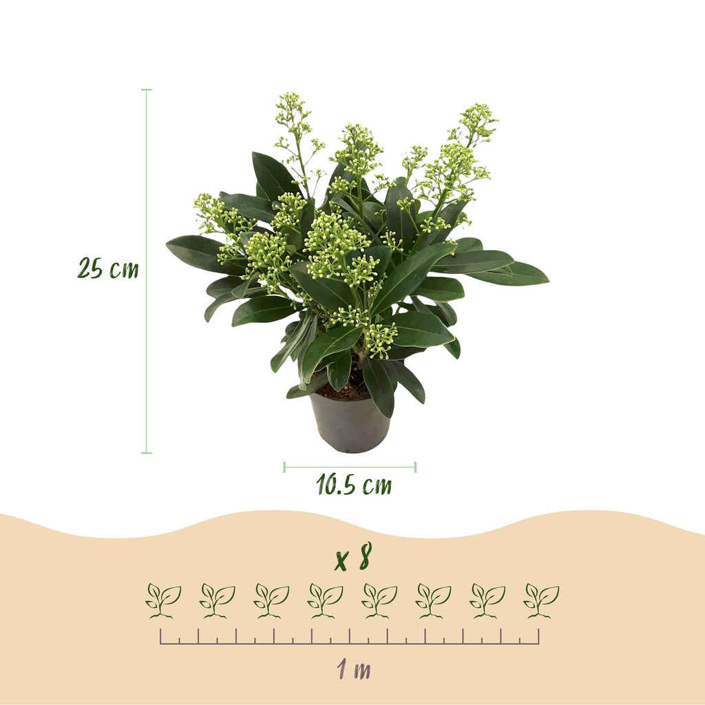 Terrasplant - Skimmia japonica Finchy - Bloem Wit - 10+ Bloemen - 2 Planten - Winterhard - Pot 10,5cm Hoogte 25cm