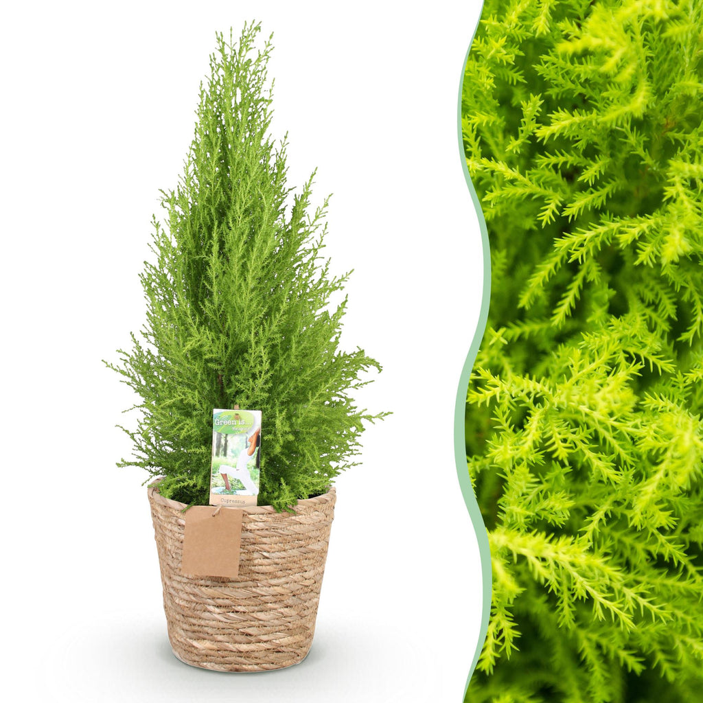 Green is... Kamerplanten - Cupressus Gold Crest Wilma - Kamer conifeer - Weinig onderhoud - met mand - Groen - 1 Plant - Pot 21cm - Hoogte 85-95cm
