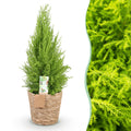 Green is... Kamerplanten - Cupressus Gold Crest Wilma - Kamer conifeer - Weinig onderhoud - met mand - Groen - 1 Plant - Pot 21cm - Hoogte 85-95cm