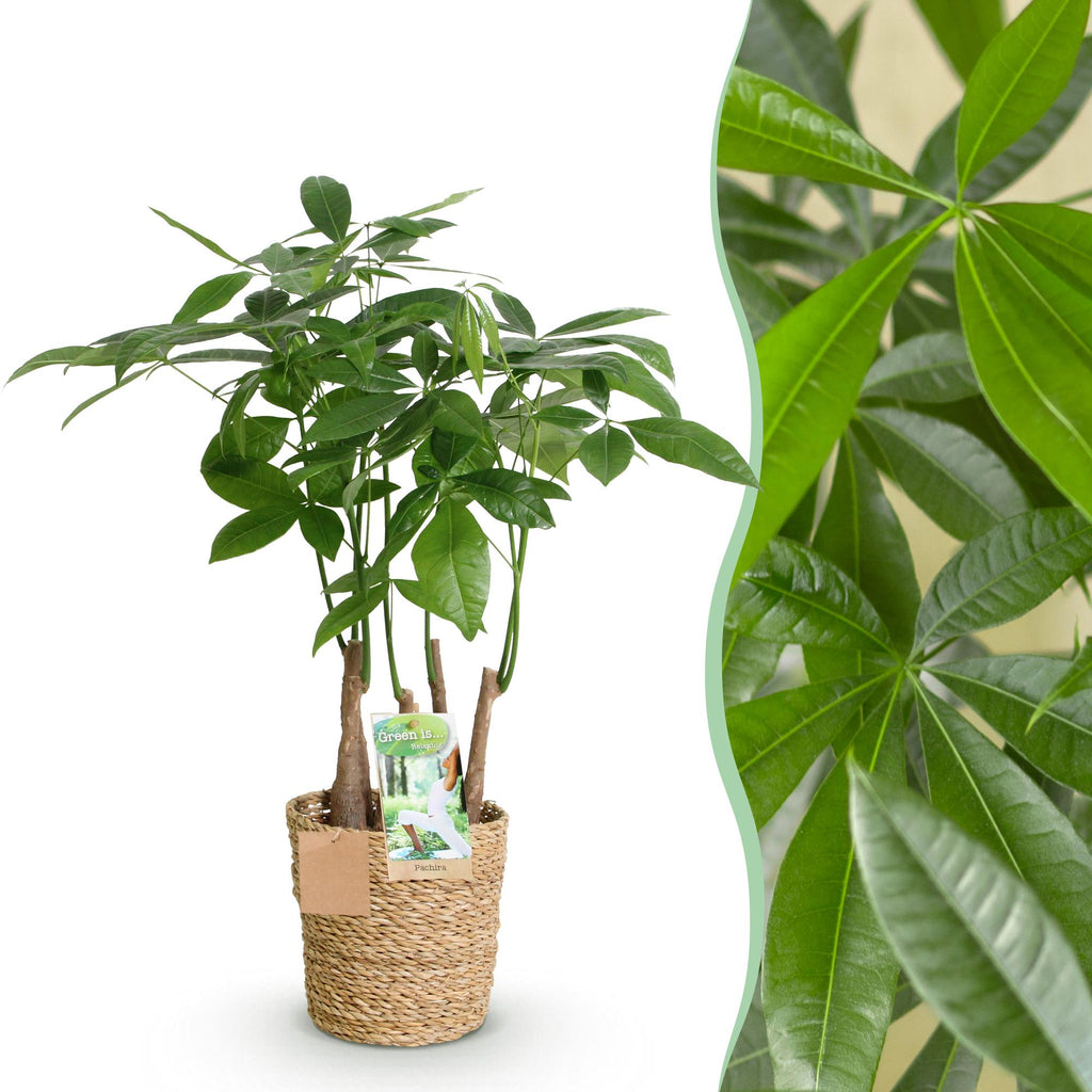 Green is... Kamerplanten - Pachira Aquatica multi stam - Geldboom - Weinig onderhoud - met mand - Groen - 1 Plant - Pot 17cm - Hoogte 50-55cm