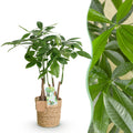 Green is... Kamerplanten - Pachira Aquatica multi stam - Geldboom - Weinig onderhoud - met mand - Groen - 1 Plant - Pot 17cm - Hoogte 50-55cm