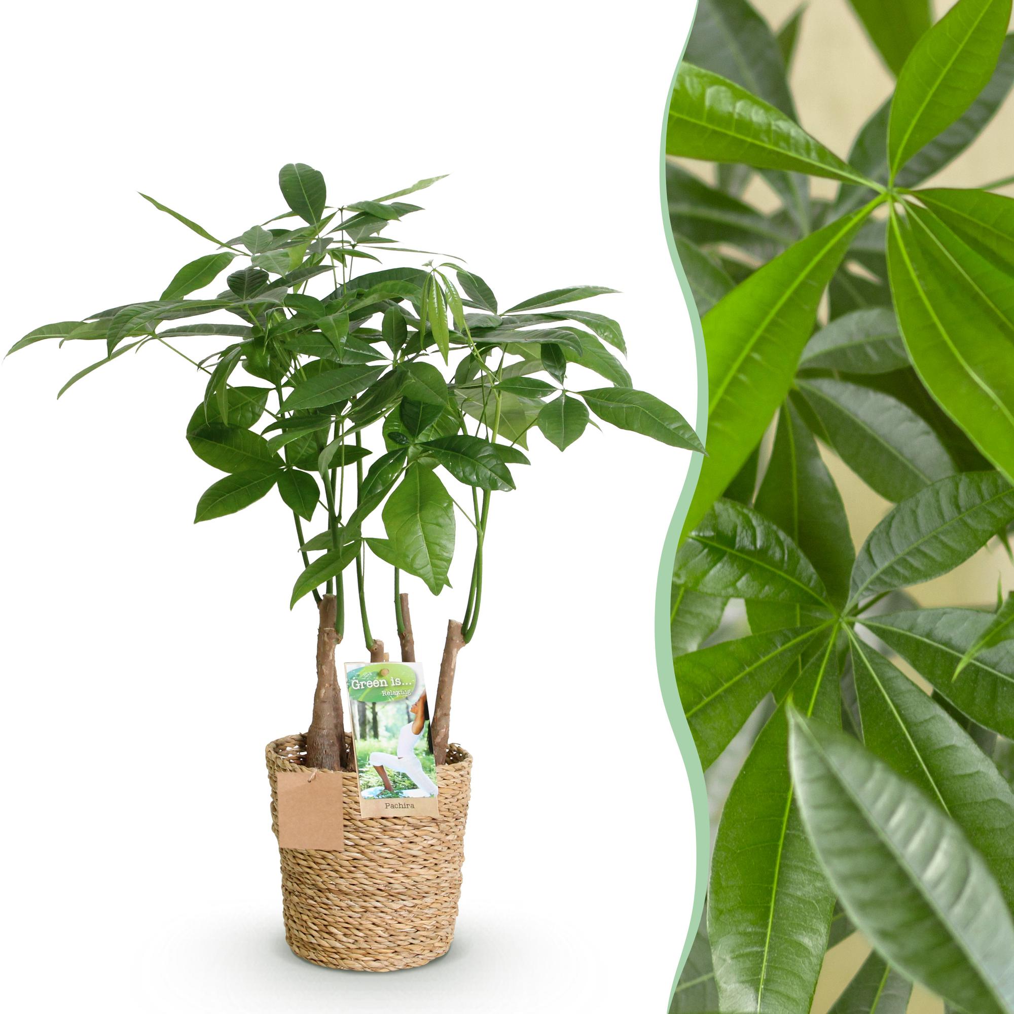 Green is... Kamerplanten - Pachira Aquatica multi stam - Geldboom - Weinig onderhoud - met mand - Groen - 1 Plant - Pot 17cm - Hoogte 50-55cm
