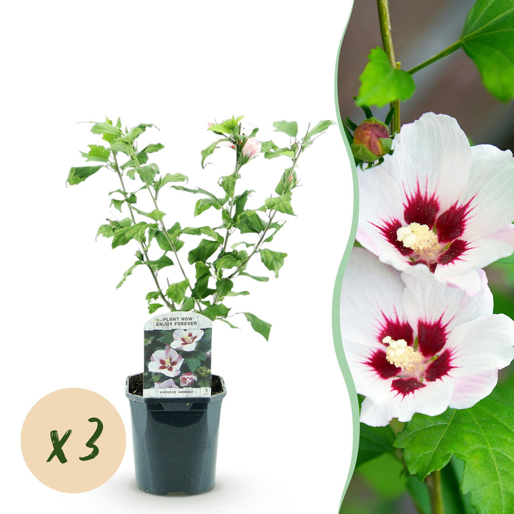 Tuinplant - Hibiscus syriacus Hamabo - Tuin Hibiscus - Winterhard - Wit - Roze - 3 Planten - Pot 17cm - Hoogte 45cm