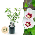 Tuinplant - Hibiscus syriacus Hamabo - Tuin Hibiscus - Winterhard - Wit - Roze - 3 Planten - Pot 17cm - Hoogte 45cm