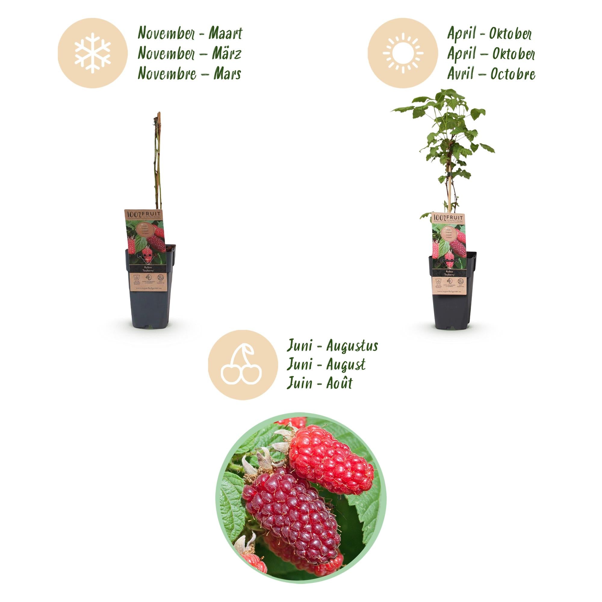 Fruitplant - Rubus log. Tayberry - Braamboos - Winterhard - Paarse Framboos - 2 Planten - Pot 15cm - Hoogte 50cm