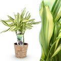 Green is... Kamerplanten - Dracaena fragrans Diamond Dream - Drakenbloedboom - Weinig onderhoud - met mand - Groen - 1 Plant - Pot 17cm - Hoogte 50-55cm
