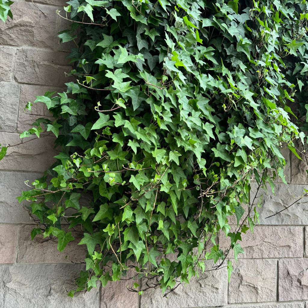 Klimplant - Hedera helix - Blad groen - Groenblijvend - 2 planten - Pot 11cm Hoogte 40cm