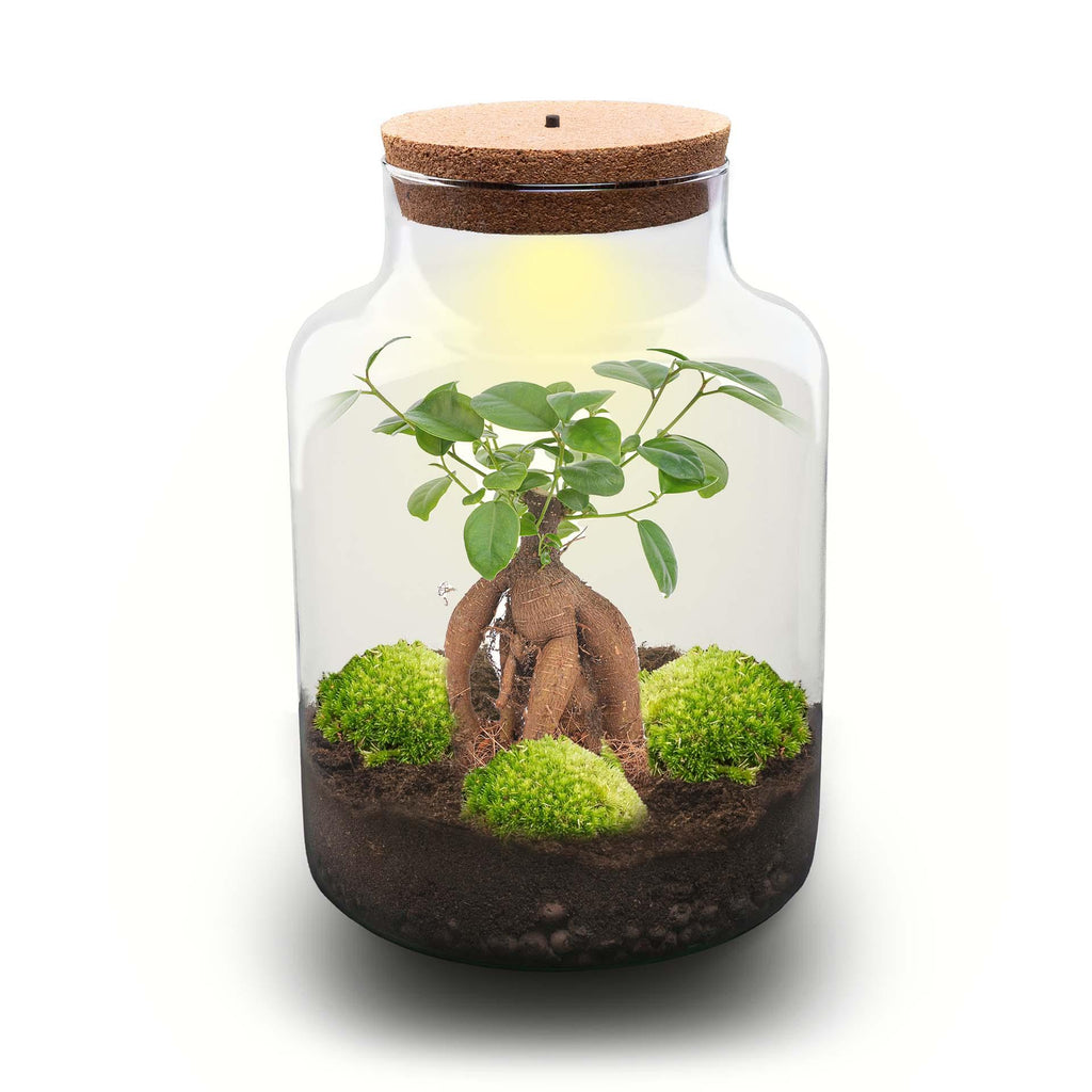 DIY Planten terrarium met licht - Milky Bonsai - Ø 21 cm ↑ 30 cm - Rake + Shovel + Tweezer