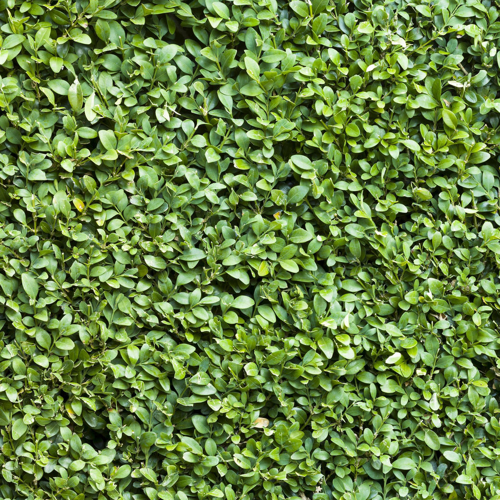Haagplanten - Buxus sempervirens -  blad groen - 6 planten - 1 strekkende meter - groenblijvend - pot 17cm hoogte 45cm