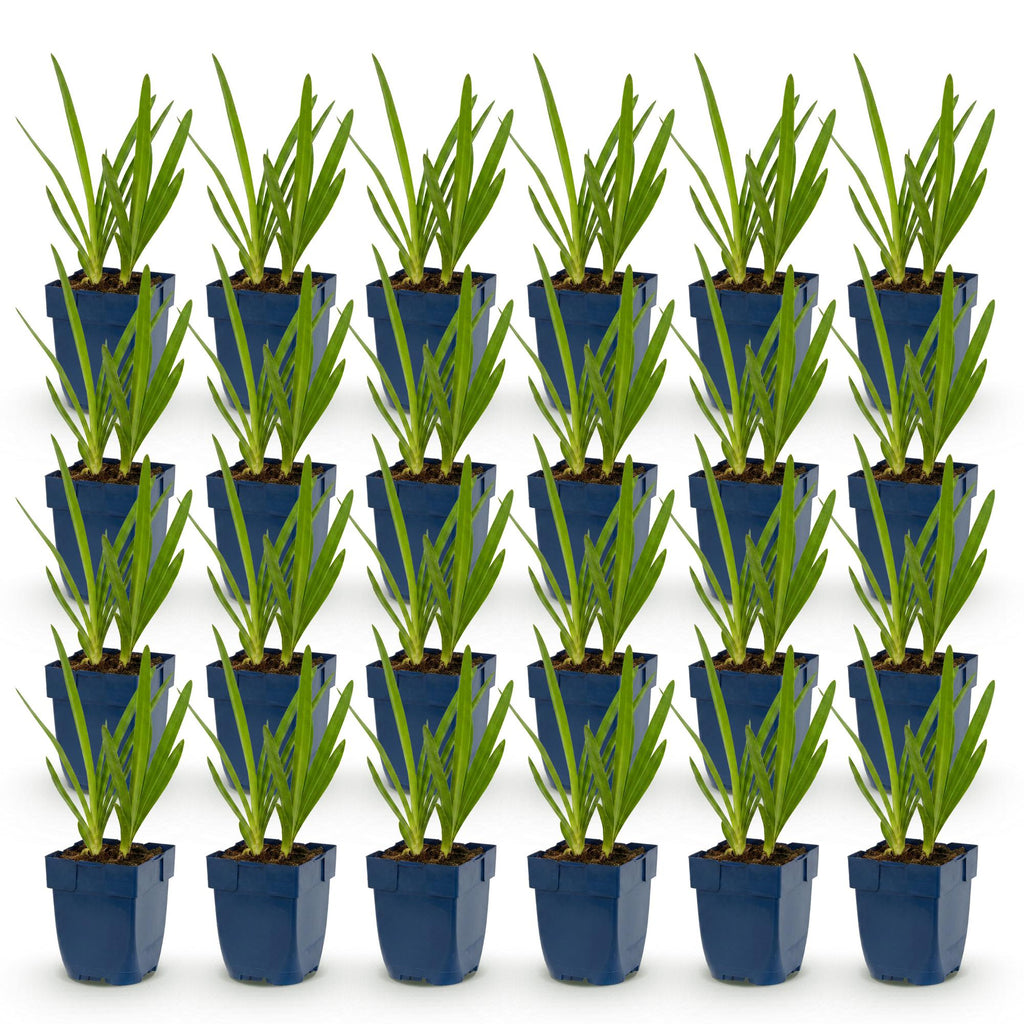 Vasteplant - Agapanthus Duo - Afrikaanse Lelie - Bijen en Vlinderlokkers - Blauw - Wit - 24 Planten - Pot 11cm - Hoogte 15-25cm