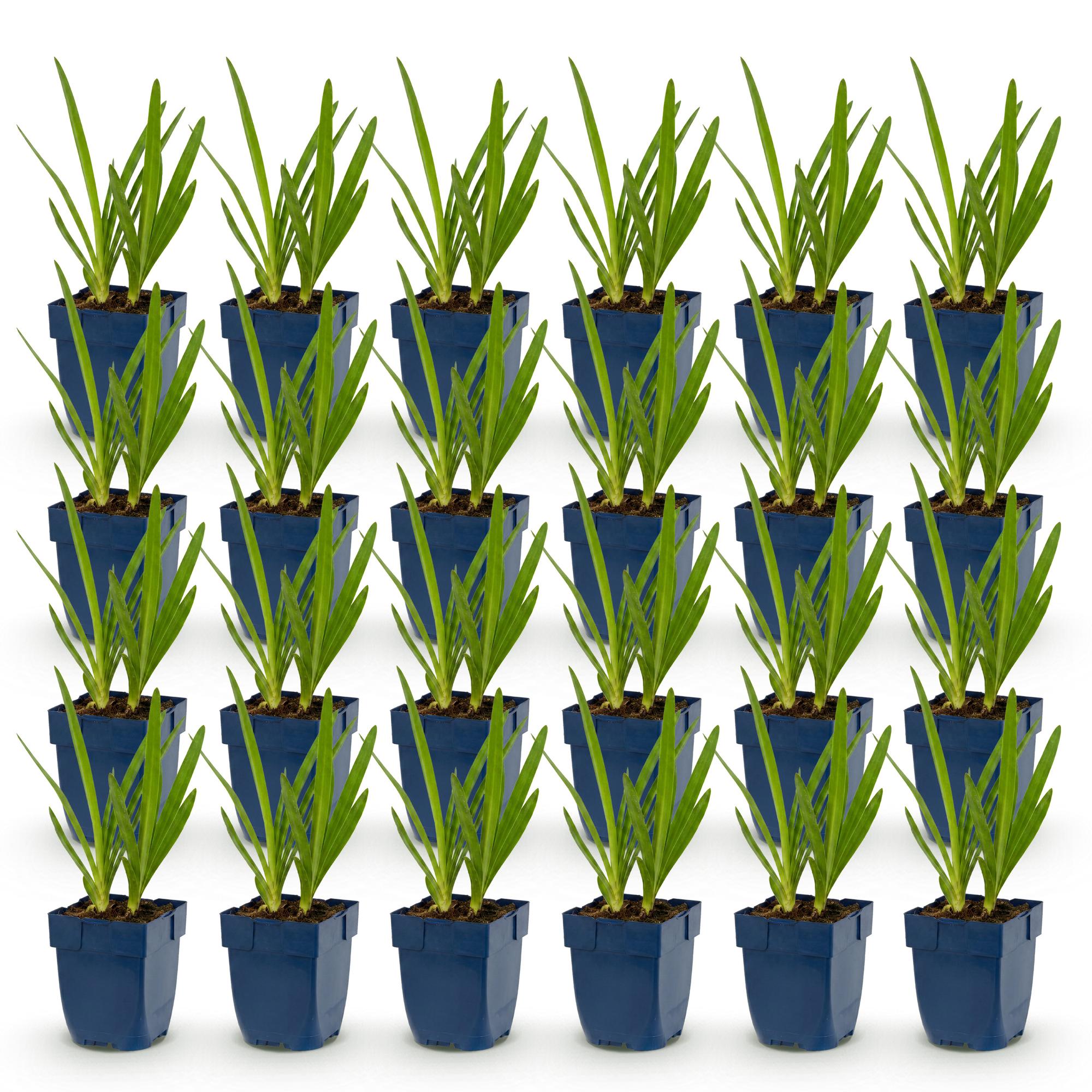 Vasteplant - Agapanthus Duo - Afrikaanse Lelie - Bijen en Vlinderlokkers - Blauw - Wit - 24 Planten - Pot 11cm - Hoogte 15-25cm