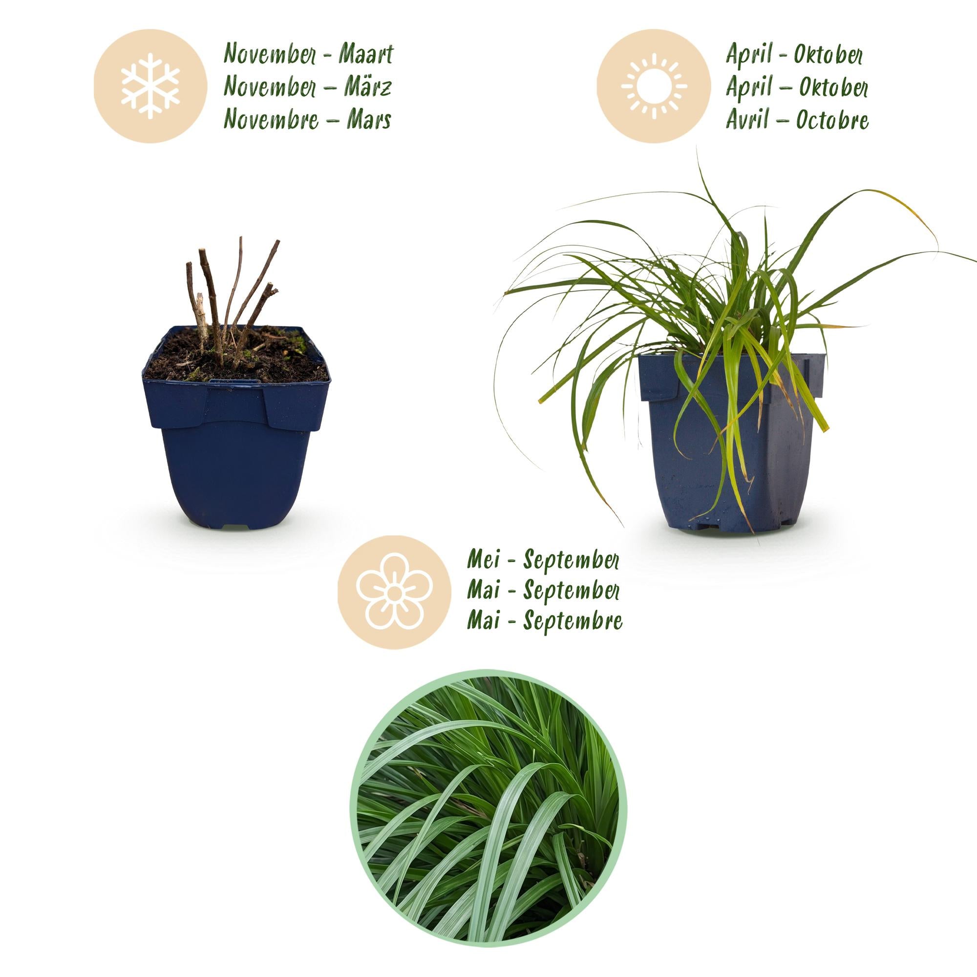 Grassen - Carex oshimensis Evergreen - Japanse Zegge - Groenblijvend - Groen - 24 Planten - Pot 11cm - Hoogte 15-25cm