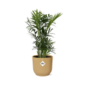 Chamaedorea Elegans in ELHO Vibes Fold 14cm geel