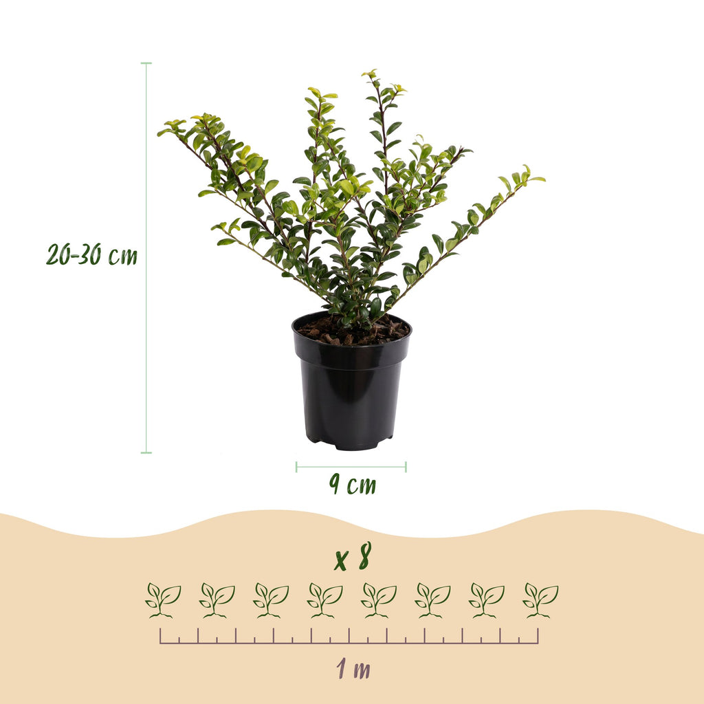 24x Ilex crenata Covenxa - Japanse Hulst - Haagplanten - Groenblijvend - Groen - Pot 9cm - Hoogte 20-30cm