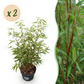 Grassen - Fargesia scabrida Asian Wonder - Niet Woekerende Bamboe - Bladhoudend - Groen - 2 Planten - Pot 23 cm - Hoogte 80 cm