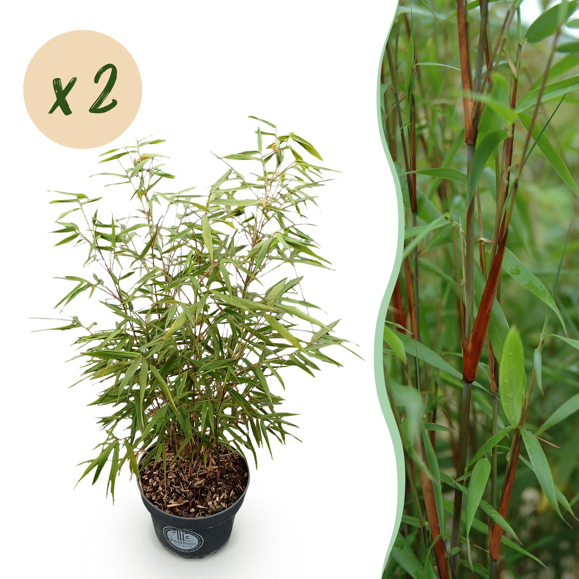 Grassen - Fargesia scabrida Asian Wonder - Niet Woekerende Bamboe - Bladhoudend - Groen - 2 Planten - Pot 23 cm - Hoogte 80 cm