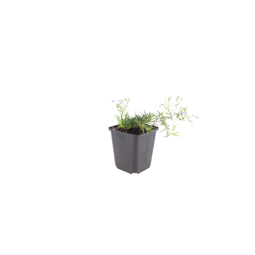 6x Phlox (S) 'Emerald Cushion Blue'- ↕10-25cm - Ø9cm