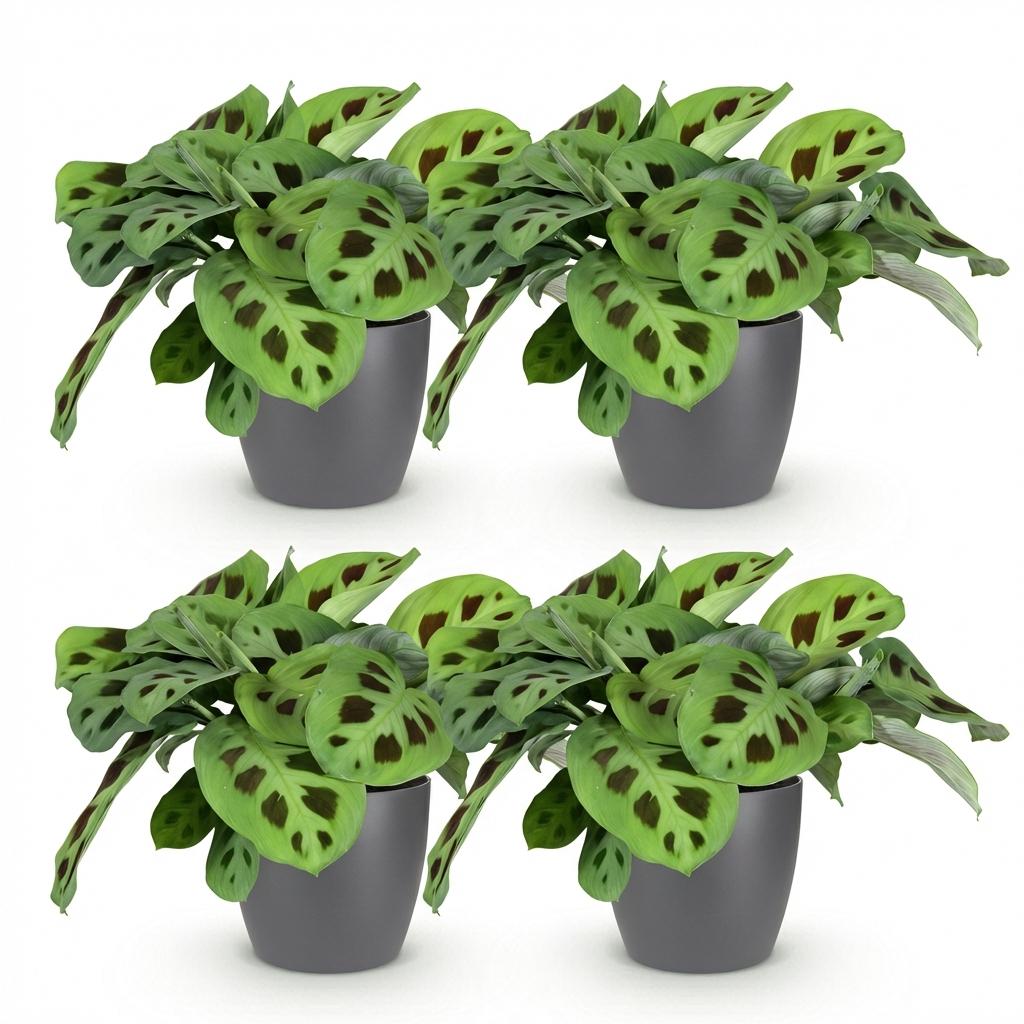 Kamerplant - Maranta Fascinator Kerchoveana - Zebraplant - Huisdiervriendelijke Plant - Groen - 4 Planten - met Potter Grijs - Pot 12cm - Hoogte 25cm