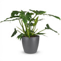 Kamerplant - Philodendron - Philodendron Lacerum - Groen - Weinig onderhoud - 1 Plant - met Potter Grijs - Pot 19cm - Hoogte 65cm