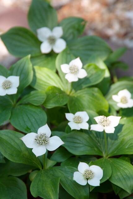 24x Cornus canadensis - ↕10-25cm - Ø9cm