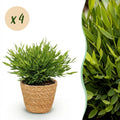 Kamerplant - Bamusa Pogonatherum Monica - Bamboegras - Huisdiervriendelijke Plant - Groen - 4 Planten - met Mand - Pot 12cm - Hoogte 20cm