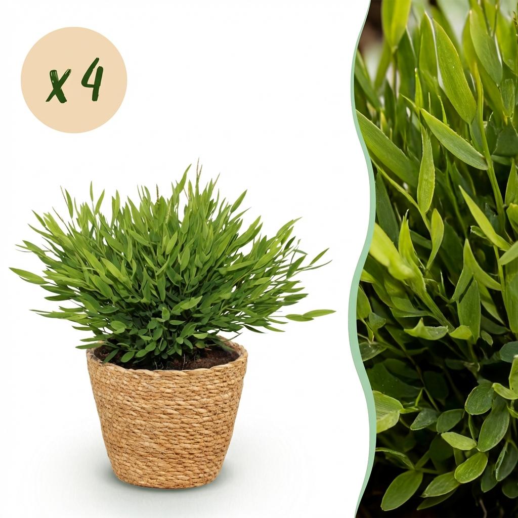 Kamerplant - Bamusa Pogonatherum Monica - Bamboegras - Huisdiervriendelijke Plant - Groen - 4 Planten - met Mand - Pot 12cm - Hoogte 20cm