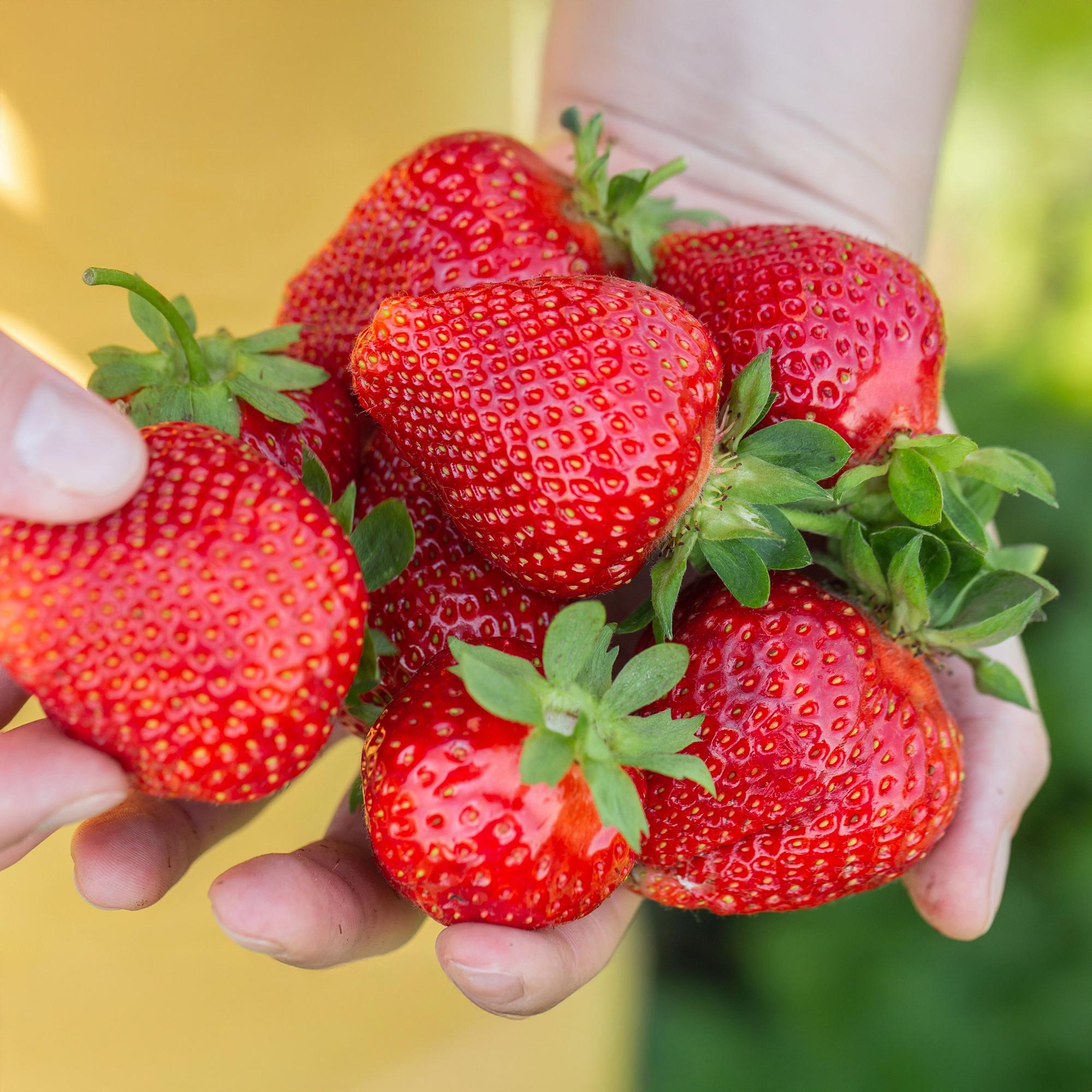 Fruitplanten - Aardbei - Fragaria Maxim - Winterhard - 6 Planten - Pot 9 cm - Rode Aardbei